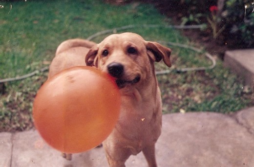 Aqui esta mi bb jugando con su globo anaranjado!!! bello!!! Aqui esta mi bb jugando con su globo anaranjado!!! bello!!!